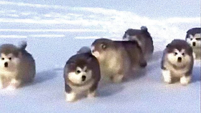 ころころころりん、みんな元気に走り回るよ！モコモコまんまるアラスカンマラミュートの子犬たち
