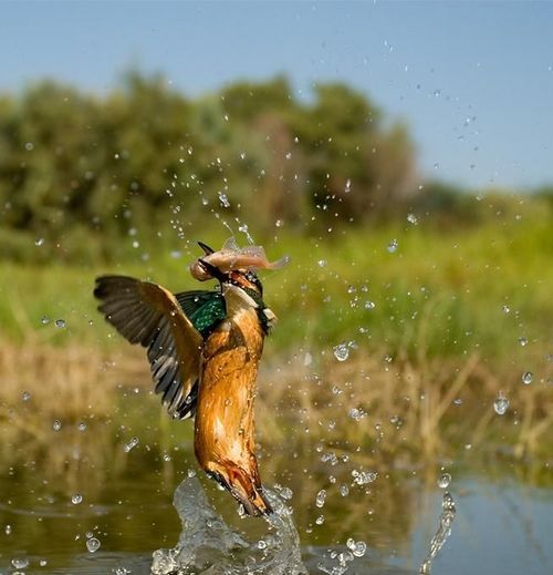 birds_eat_everything_02