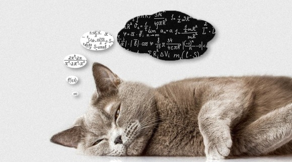 これまで科学が解き明かした猫の認知能力に関する7つのこと