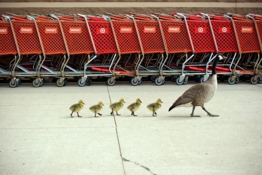 animals_77_13
