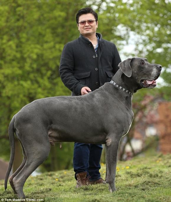 犬だけど体重98キロ イギリスで一番重いかもしれない疑惑のあるグレートデーンのバルサザール氏 17年5月2日 Biglobeニュース