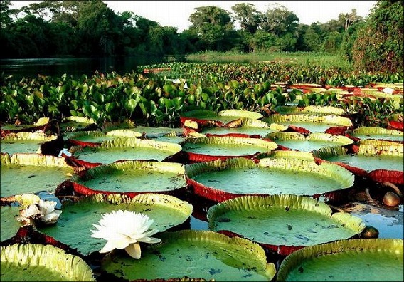 the_largest_water_lily_in_the_world_640_03