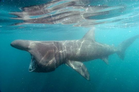 sharks_08