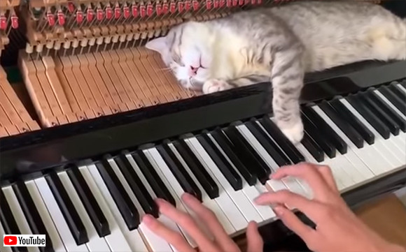 猫は寝子だけど！なぜそこで熟睡できる？そして起きない？演奏中にずっとピアノの上で眠る猫