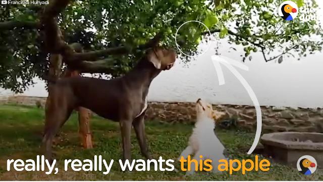 これが犬のさりげないやさしさ。小さい犬にリンゴを取ってあげる大きい犬