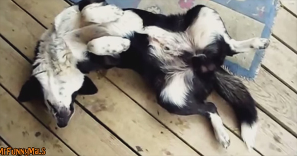 犬もやわら体。ぎこちない体勢で眠る犬たちの映像総集編