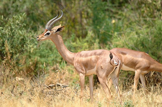 gerenuk 10
