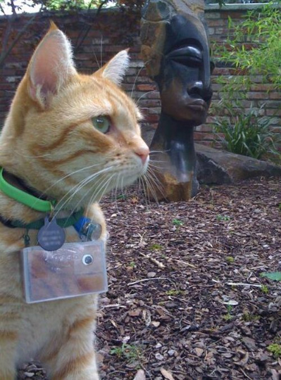 seeing_life_through_cats_eyes_50