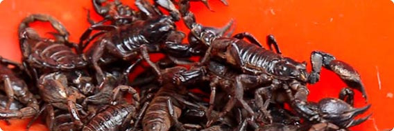 サソリの襲来？住民らを強制撤去させるため、不動産会社が住宅に毒サソリをばら撒く（中国）