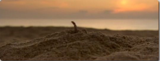 生まれたて！ウミガメの赤ちゃんの大冒険