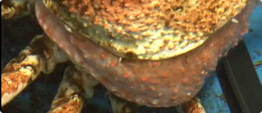 ひとりでできるもん！？タカアシガニの脱皮を早回しで