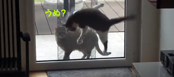 ドアの前に来た猫にひとりパフォーマンスを見せつける猫