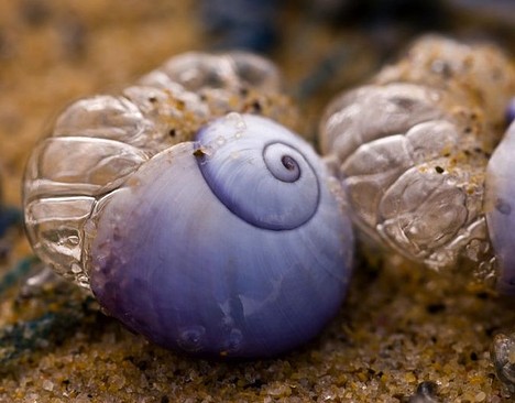purple_animals_3x