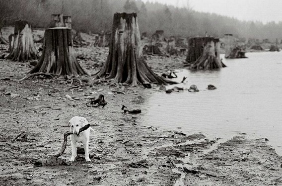 old_dogs_25