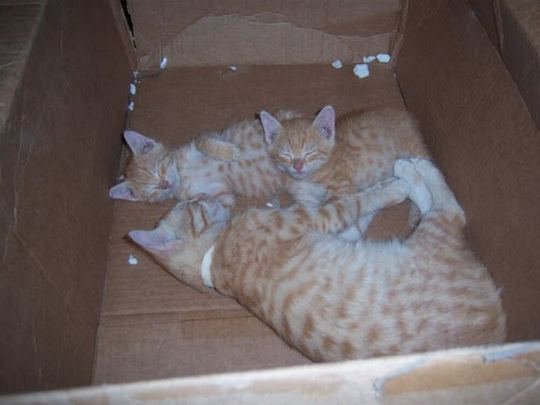 kittens_found_by_us_marines_in_afghanistan_16