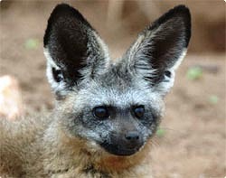 大きな耳が特徴の虫を食べる変り種キツネ「オオミミギツネ」御一行様