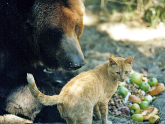 さびしんぼうのクマと怖いもの知らずの猫に芽生えた真の友情物語