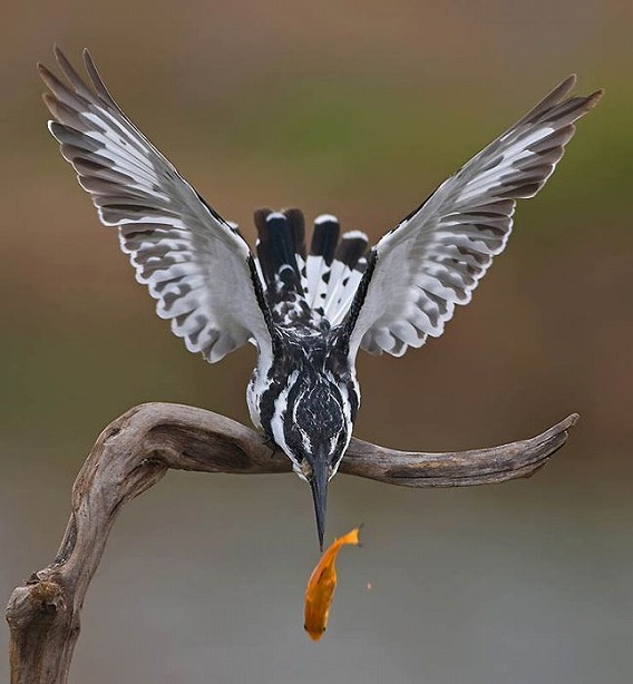 birds_22