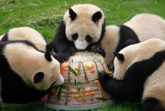 these_funny_animals_449_640_35