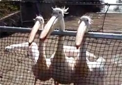 【動画】3匹のハングリーペリカン、次々と魚をキャッチ