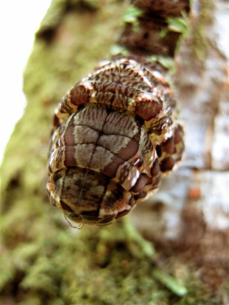 caterpillar-5-medium