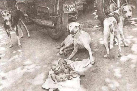 捨てられた赤ん坊を一晩守り通した3匹の野良犬たちがいた（インド）