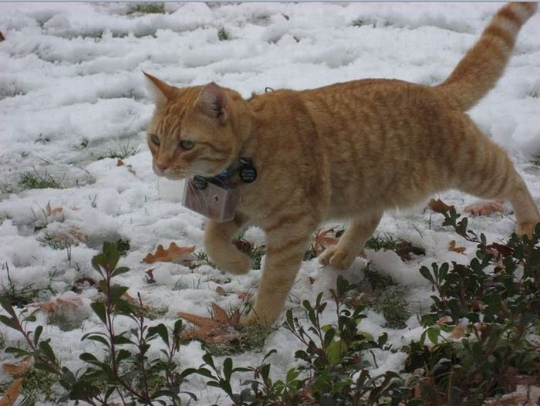seeing_life_through_cats_eyes_42