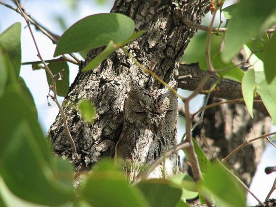 camouflaged_owls_09_e