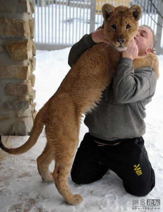 lion_and_man_08