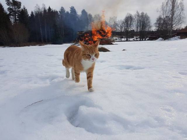 cat-2