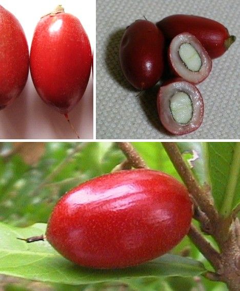 amazing_fruits_11