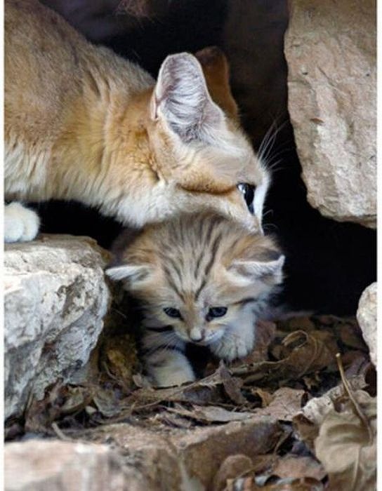 sand_cat_kitten_08