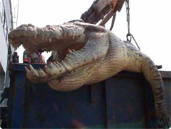 体長6.1メートル、重さ１トンの巨大人食いワニがフィリピンで生け捕りにされる
