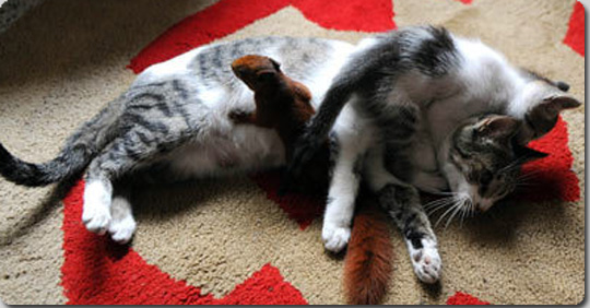 猫