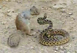 ずっとリスのターーーン！！ヘビを襲い捕食しようとするリスの映像