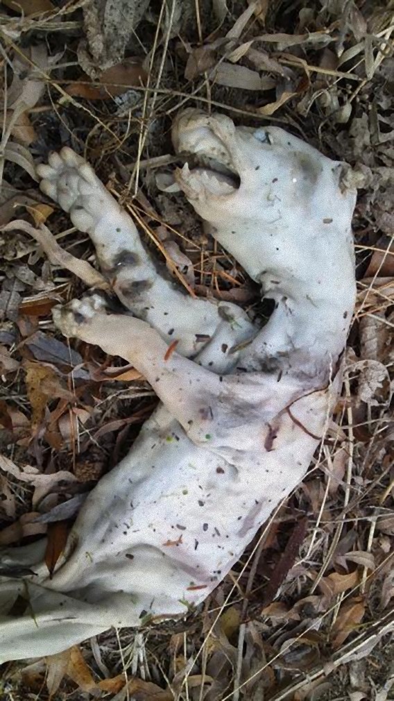 趣味的まとめ 【謎生物鑑定依頼】滋賀と京都の県境沿いで発見したこの動物の死骸の正体は？