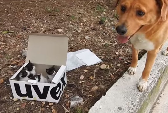 山に捨てられた子猫たちを発見した犬、子猫たちにロックオンされ父親役をかって出る（ギリシャ）