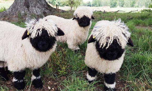 世界で最もかわいい羊と評される「ヴァレーブラックノーズ」の白黒モフモフの世界
