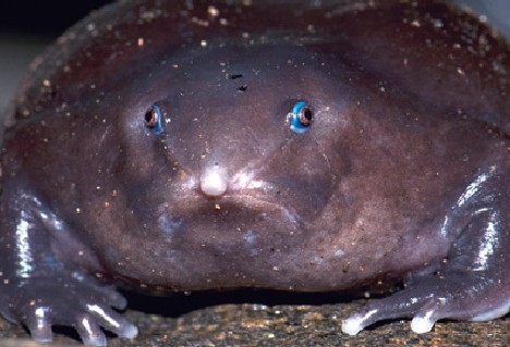 purple_animals_6a