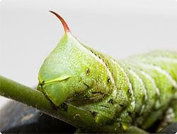 外敵から身を守るため、体で笛をピューっと吹くスズメガの幼虫（カナダ研究）