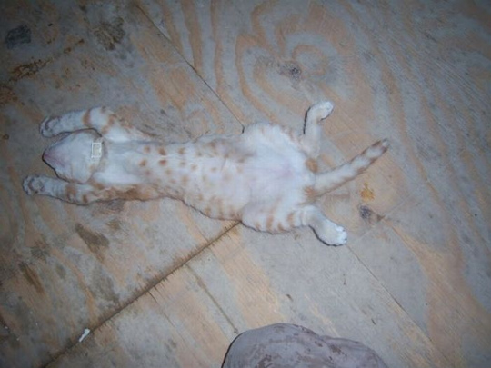 kittens_found_by_us_marines_in_afghanistan_02