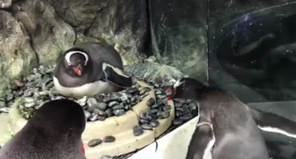 今度はオーストラリアで。同性愛ペンギンカップル、愛情深くダミーの卵ちゃんと育てられることを証明して本物の卵が与えられる