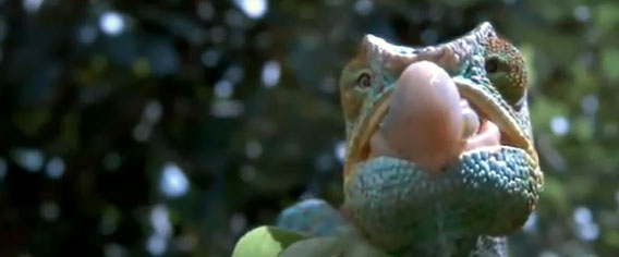 あのカマキリを一撃必殺。カメレオンのベロン攻撃を高画質スローモーションで