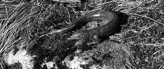 ヘビのように体が長く、鋭い爪を持つアルプスに住む伝説のＵＭＡ「タッツェルブルム」