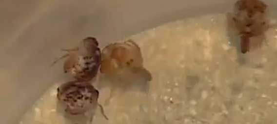 ハワイでえんどう豆サイズの紫色をした謎生物が数百万匹発見される