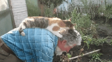 好き好きスリスリ。お父さんが好き過ぎて庭仕事中も背中から離れない猫