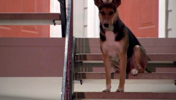 アパートの玄関前で2週間以上、殺されてしまった飼い主を待ち続けた犬（アメリカ）