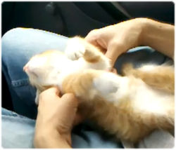 ネムネムネームネ。眠すぎる動物の映像６連発