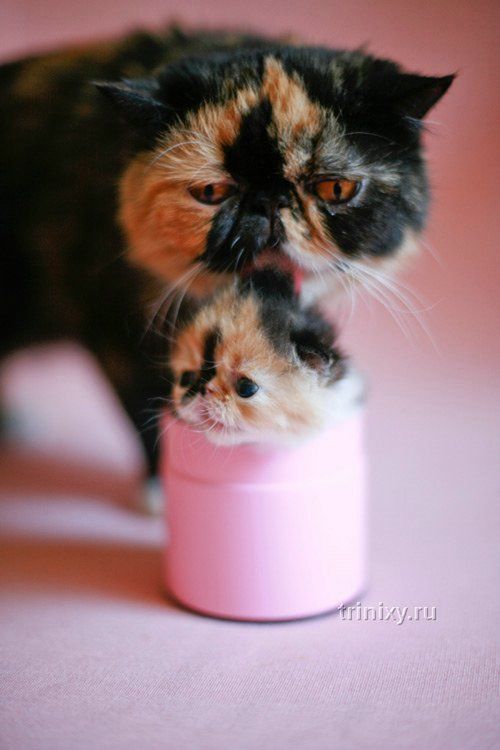 adorable_tiny_kitten_07