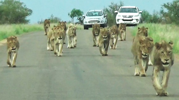 15頭ものライオンが一挙に押し寄せてきたよ！国立公園で最大のライオンの群れに遭遇（南アフリカ）